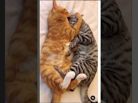 Lovebirds: Affectionate Cats Share Heartwarming Moments Together  #animals #cat #catlovers