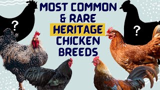 Heritage Breed Chickens: Which is best?