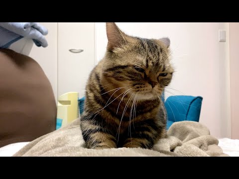 パパの腹を必死にこねる猫が可愛すぎる！