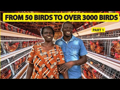 From a side hustle To a commercially successful poultry farm. Now with over 3,000 birds.