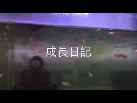 孔雀魚成長日記