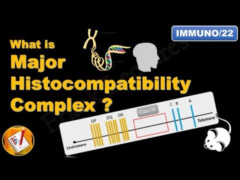 Major Histocompatibility Complex (MHC)  (FL-Immuno/22)