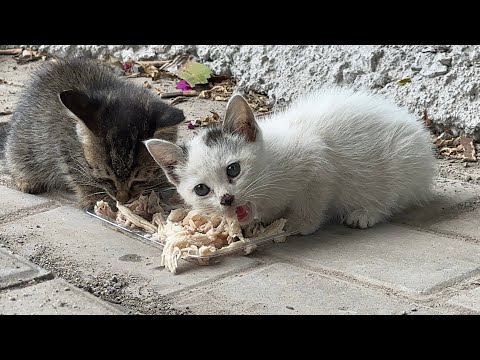 流浪小猫在野外觅食，懂得听声辨人，生存不容易