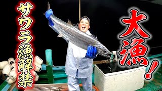 怒涛の500Kg超捕獲！1年ぶりの鰆漁と2600匹の鰆で市場が大混乱の巻。