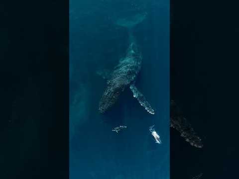 A MASSIVE Humpback Whale gently plays with some dolphins! #whale #shorts