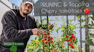 Topping and Pruning Cherry tomatoes | #tomato #fall #garden