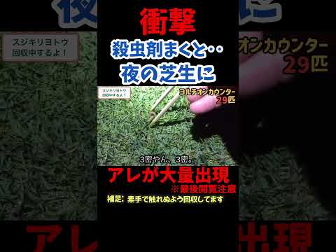 芝生に殺虫剤まいたら地獄絵図www