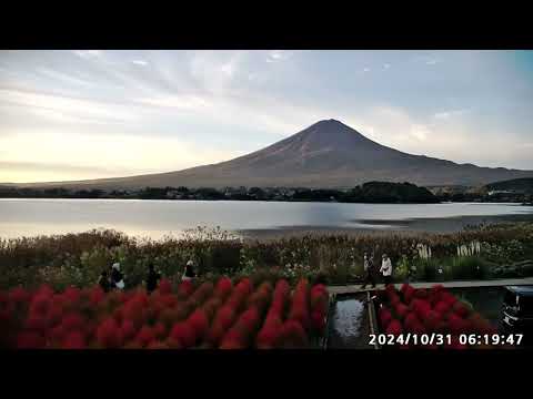 富士山ライブカメラ　大石公園　コキア　紅葉　2024年10月31日朝