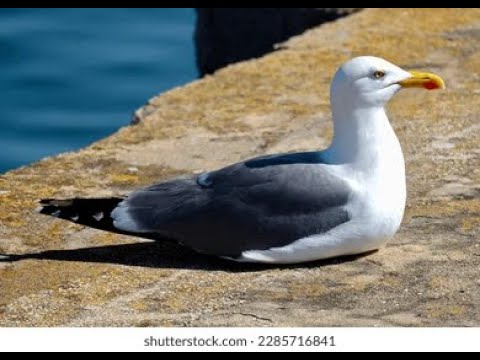 Seagull V2 | FNF Joke Song