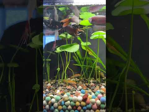 DIY Aquarium Hack That Fish Can't Resist | Pondon Aquarium