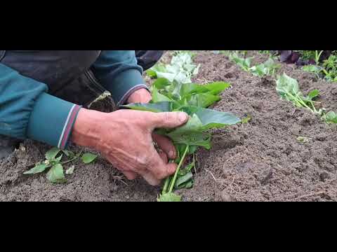 多雨的季節~簡簡單單來種地瓜葉~