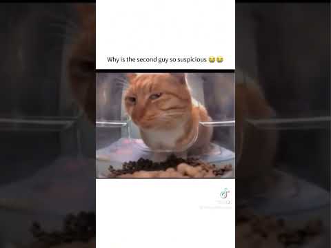 FOLLOW 4 MORE MEMES#videogames #funny #meme #memesdaily #tiktok #memes #tiktokvideo #cat