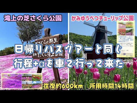 芝ざくら滝上公園とかみゆうべつチューリップ公園日帰りバスツアーと同じような行程を車で巡ってきた　往復600km、14時間