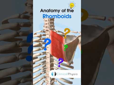 Rhomboids Anatomy #physicaltherapy #physiotherapy #rhomboids #anatomy