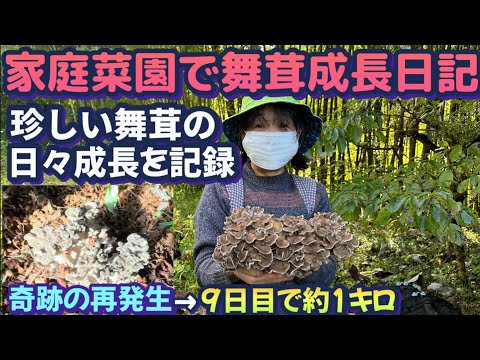 【天然ならキロ一万円以上】きのこの王様舞茸がまた生えた！天然に負けない美味しさと風味できのこ鍋