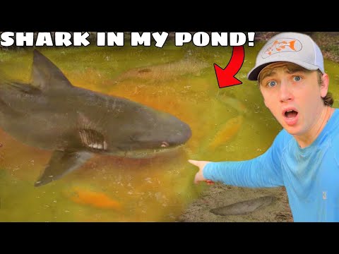 I Caught a Shark in My Pond!