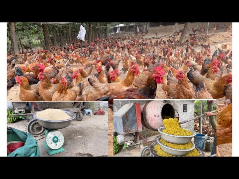 Poultry feed recipe/how to make feed for free-range chickens is simple, economical and effective