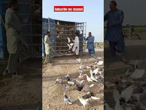 #beautiful #pigeon #kabootar #whitepigeon #pigeonbreeds #cricket #pigeonlove #pigeontypes