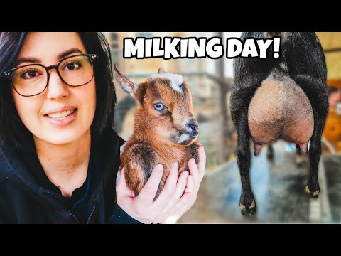 The babies are NOT happy 😆 (First day milking the mamas!)