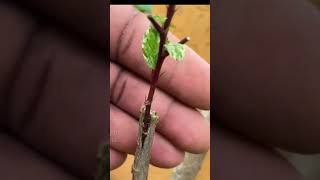 how to successfully graft hibiscus cuttings #shortsviral #hibiscus