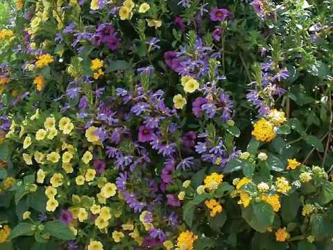 Get to Know Scaevola/Fan Flower - Sun-Loving Plants