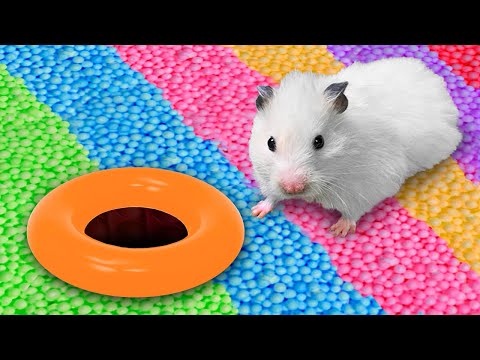 Ball Pool - Hamster Maze with Traps 🌈 [OBSTACLE COURSE]