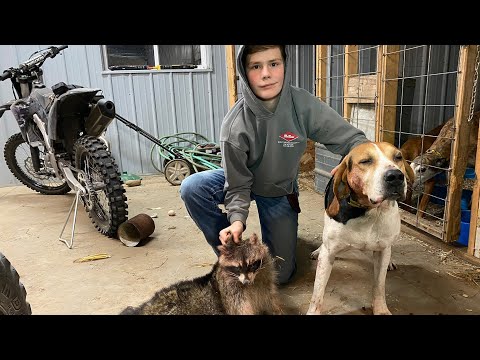 Coon hunting with hound (MONSTER COON!!!)