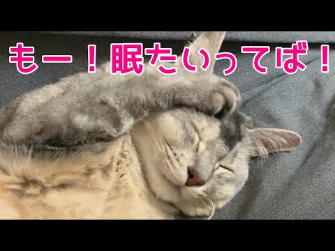 眠くてたまらない猫の気持ち　おしゃべりペット