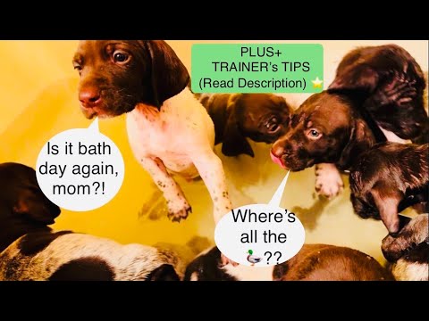 DAY 33! GERMAN SHORTHAIR POINTER PUPS @ the HOT SPRINGS!  (BATH TIME:) +TRAINERS TIPS IN DESCRIPTION