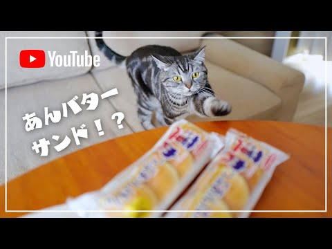 薄皮つぶあんぱんでホットサンドを作ったら愛猫がこうなりましたw【猫とおうちごはん】