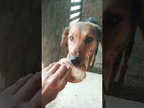 Tumne brush kiya #shortvideo #youtubeshorts #doglover