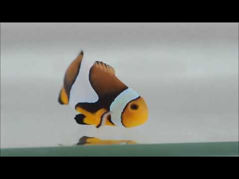 人工焦糖公子小丑Caramel Ocellaris Clownfish（Captive-Bred） use2K