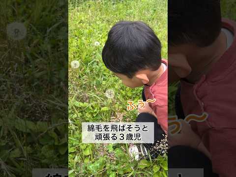 たんぽぽの綿毛を飛ばそうと頑張る3歳児 #shorts #3歳