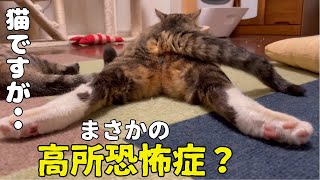 元ボス猫に高層キャットタワーをプレゼントしたら．．まさかの結末が！【推し猫グランプリ2024入賞御礼】