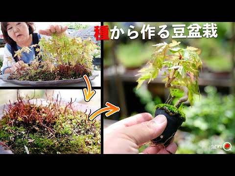 How to turn a seedling maple into a mame bonsai. [Bonsai Q]