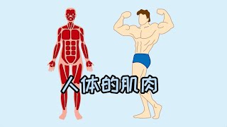 #生物学 人体的肌肉 #人体