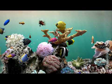 Coral Reef Fish Tank Aquarium | Great For Focus, Sleep and ASMR | 4 Hours | No Music Only Water