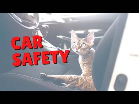 Car Safety For Cats | Two Crazy Cat Ladies