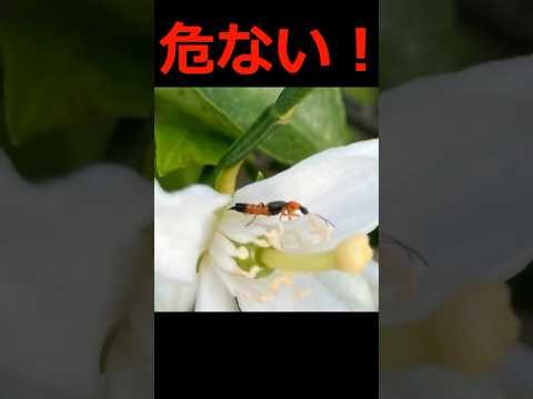 触るとやけどする虫#家庭菜園 #農業 #昆虫 #雑学