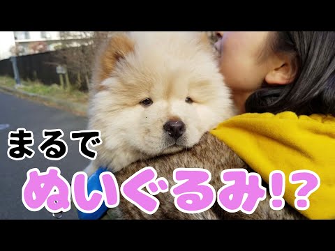 生後2ヶ月のチャウチャウの遊ぶ姿が可愛すぎる