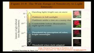 Brain and Behavior - Vision and Visual Perception I