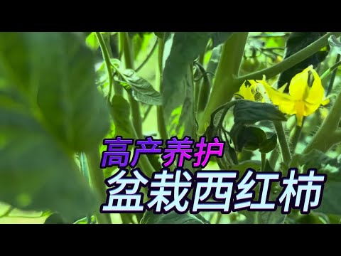 【渔耕笔记】种番茄 盆栽西红柿种植 如何实现高质高产 Secrets to Grow LOTS of Tomatoes in Containers