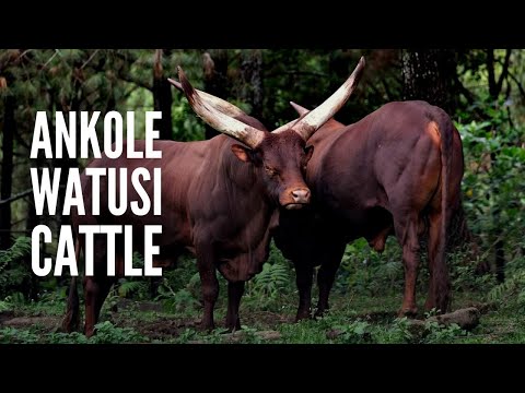 Ankole Watusi Cows: Everything You Should Know