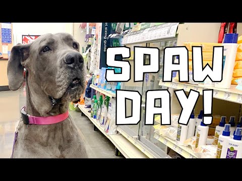 We Tested 5 UNIQUE Dog Grooming Products! | Great Dane Care