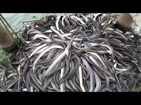 Amazing!Eel Feeding and Catching in Taiwan, Making Grilled Eel Rice Bowl(Unadon)驚人的鰻魚餵食!鰻魚捕撈, 鰻魚飯製作