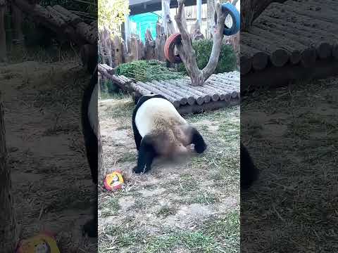 Panda. Giant pandas who love sports. 運動を愛するパンダたち。爱运动的大熊猫们。