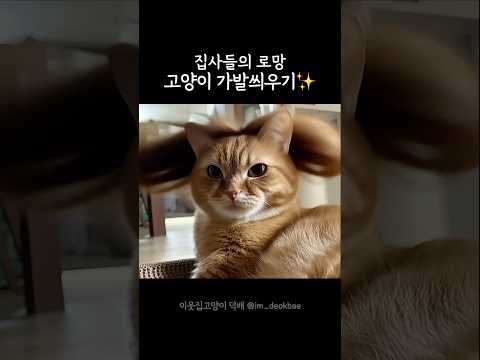 덕배한테 가발을 씌워봤습니다