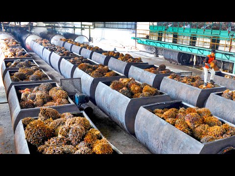 How Palm Oil Is Made In Factory | Palm Harvesting & Processing Technology | Palm Oil Factory