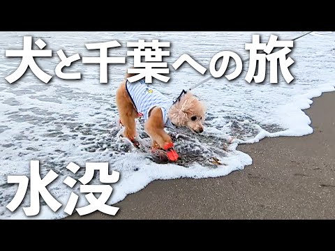 【犬とお出かけ】千葉の海でまさかの大惨事が起こりました※今後についてのお知らせも【大きいトイプードルのわこ】