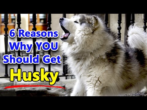 6 Reasons Why YOU Should Get a Siberian Husky